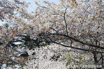 广告学专业解读附17 年排名