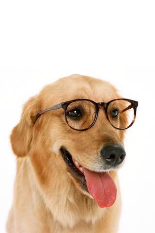 世界10大名犬排行，和它们性感的外号！哪个是你最爱？