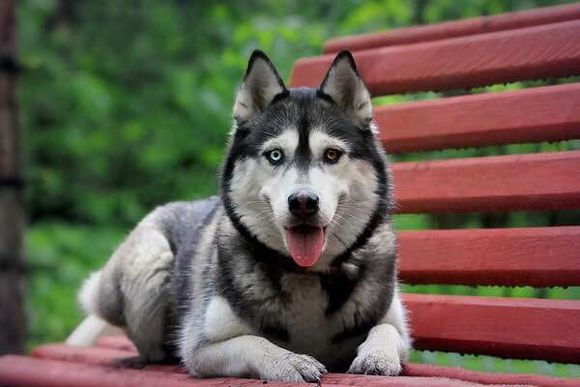 世界10大名犬排行，和它们性感的外号！哪个是你最爱？