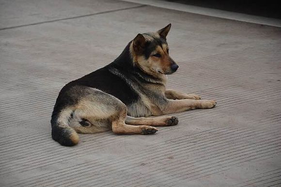 世界10大名犬排行，和它们性感的外号！哪个是你最爱？