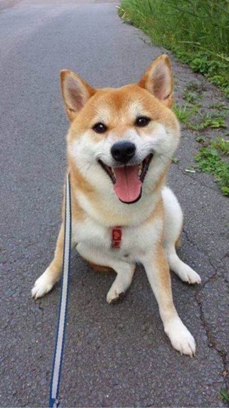 世界10大名犬排行，和它们性感的外号！哪个是你最爱？