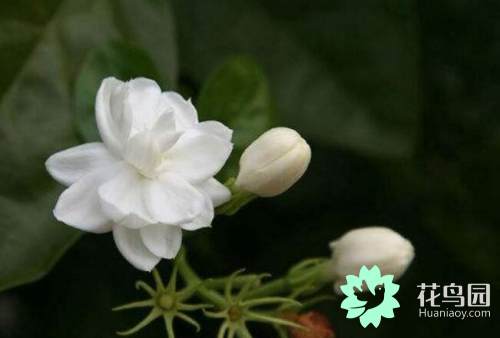 茉莉花代表什么象征意义（茉莉花的功效和作用）