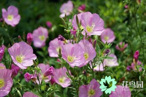 粉蝶花的養殖方法 天天看點