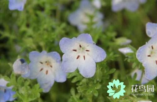 粉蝶花的養殖方法 天天看點