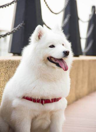 世界十大名犬排行榜：最受欢迎的犬种排名