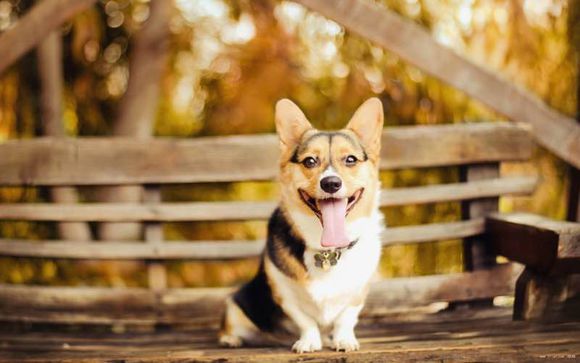 世界10大名犬排行，和它们性感的外号！哪个是你最爱？