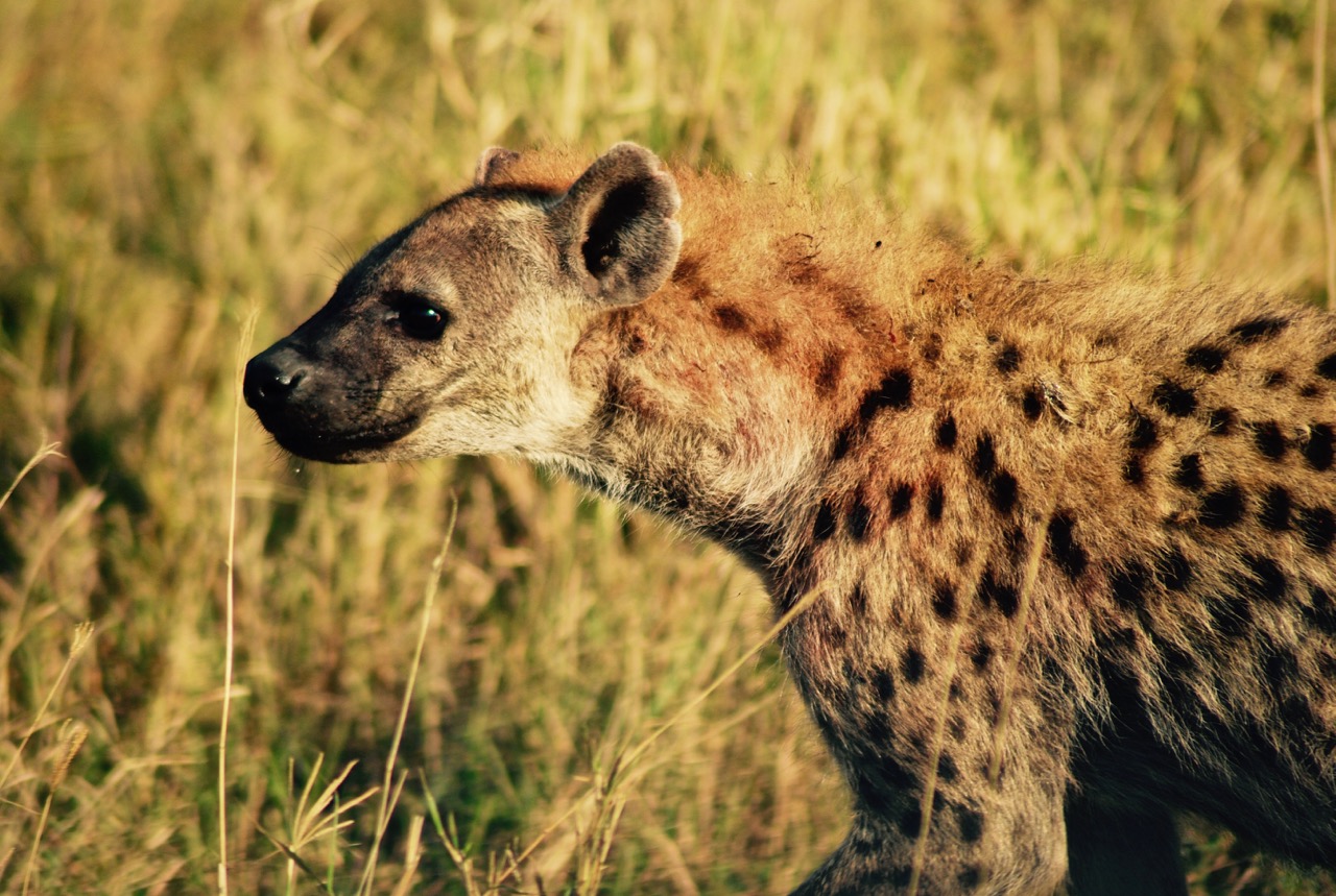 非洲的鬣狗如何度过2000万年？