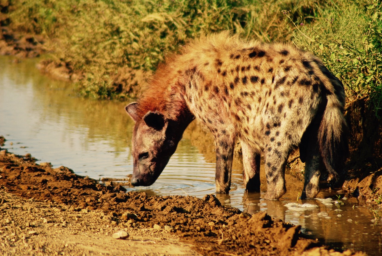 非洲的鬣狗如何度过2000万年？