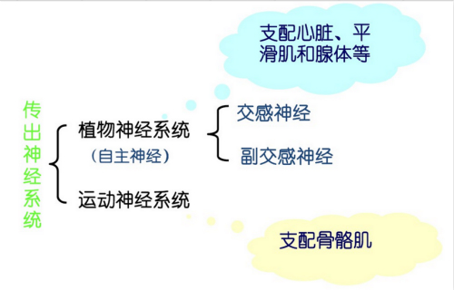 徐州爆炸案嫌疑人患的植物神经功能失调，是很严重的病吗？