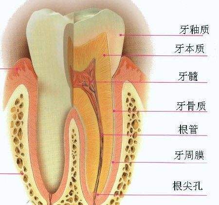 如何拥有一口洁白闪亮的牙齿？已经变黄的牙齿如何漂白？