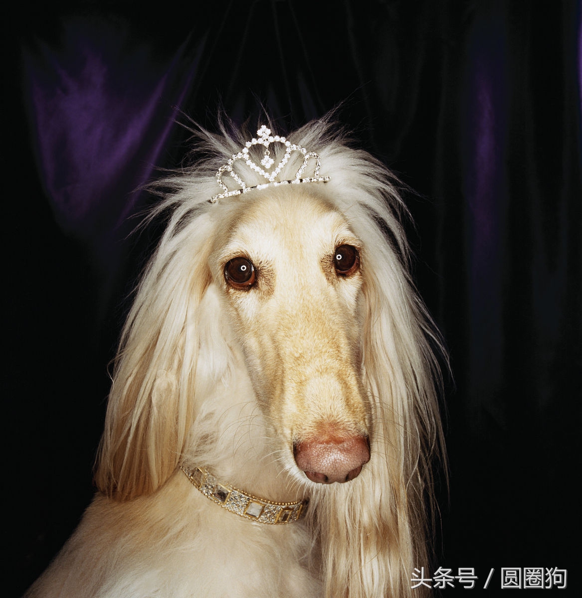 世界名犬——阿富汗猎犬(狩猎犬)