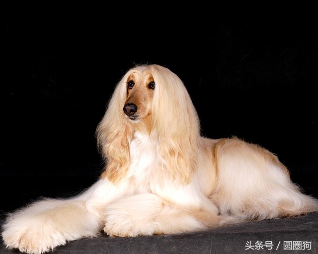 世界名犬——阿富汗獵犬(狩獵犬)