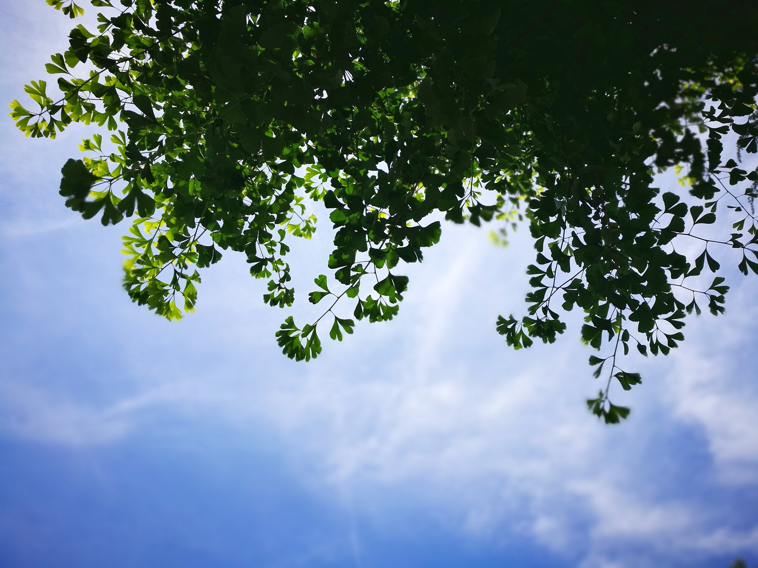 高考快讯：云南、湖北、福建、辽宁、贵州、内蒙古2017年高考分数线公布