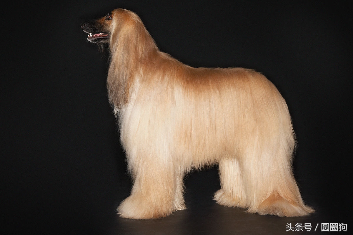 世界名犬——阿富汗猎犬(狩猎犬)