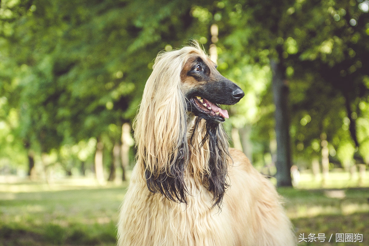 世界名犬——阿富汗獵犬(狩獵犬)