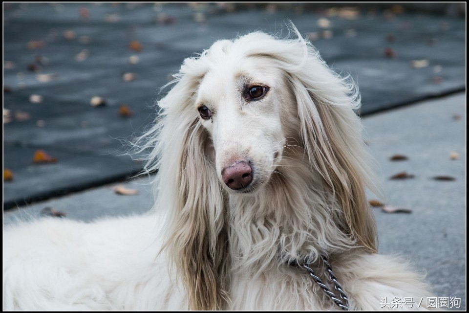 世界名犬——阿富汗猎犬(狩猎犬)