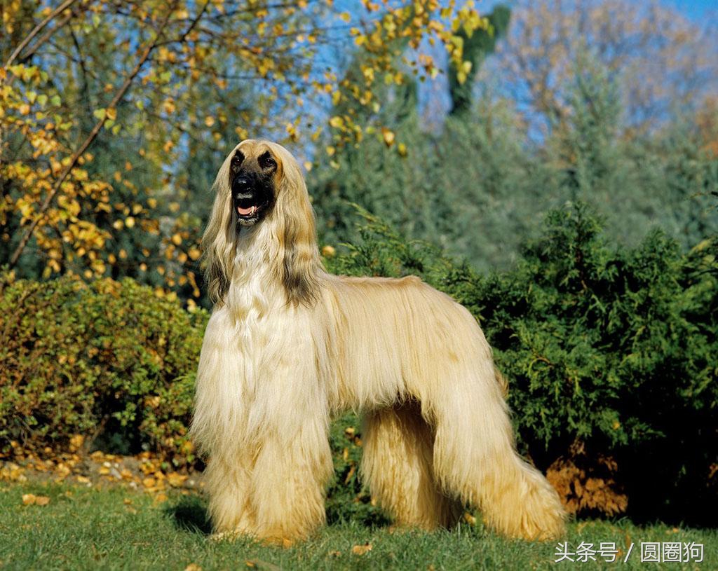 世界名犬——阿富汗獵犬(狩獵犬)