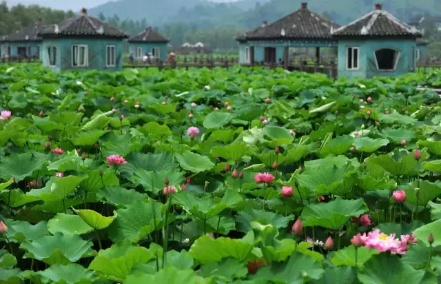 赏荷、骑车、摘果……夏日相约沙坪坝，这里风景美如画！