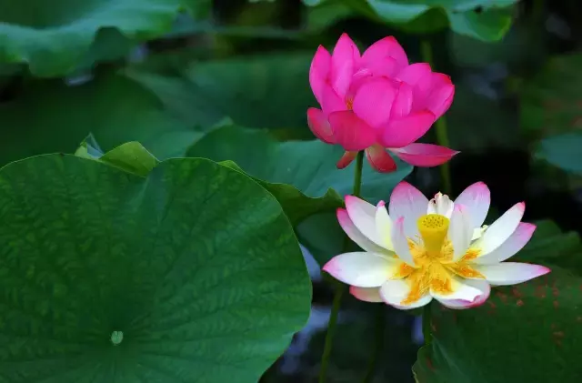 赏荷、骑车、摘果……夏日相约沙坪坝，这里风景美如画！