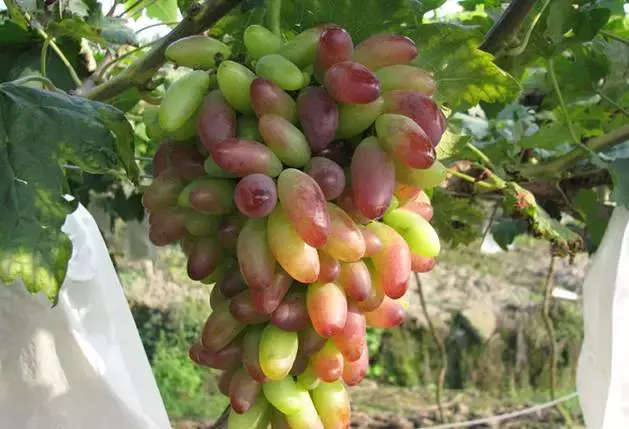 赏荷、骑车、摘果……夏日相约沙坪坝，这里风景美如画！