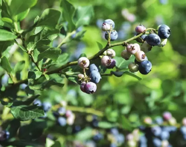 赏荷、骑车、摘果……夏日相约沙坪坝，这里风景美如画！