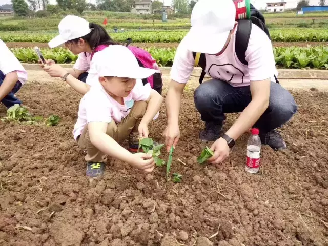 赏荷、骑车、摘果……夏日相约沙坪坝，这里风景美如画！