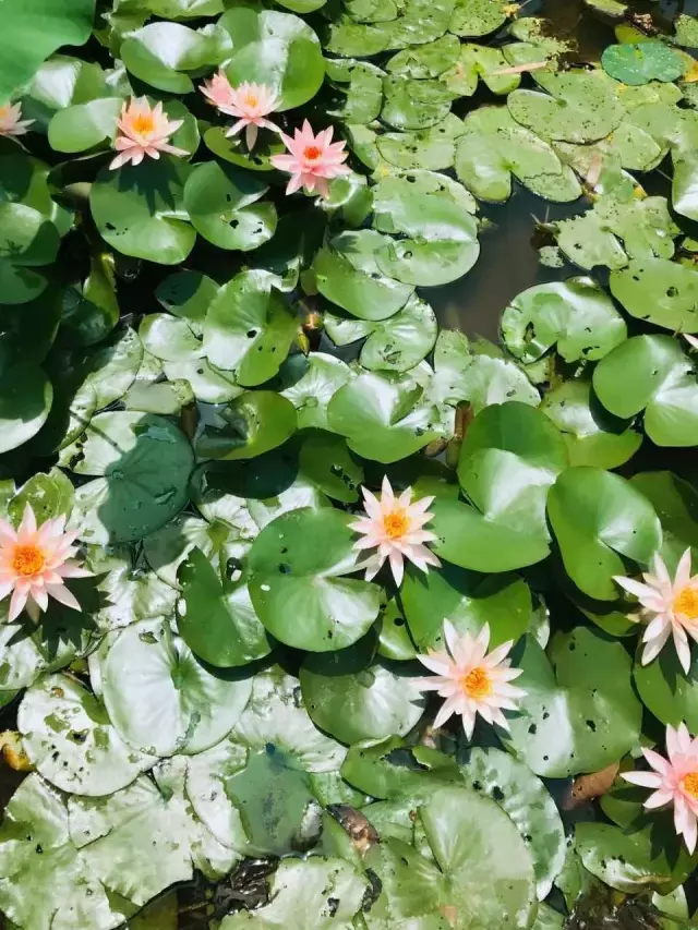 赏荷、骑车、摘果……夏日相约沙坪坝，这里风景美如画！