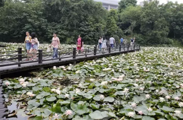 赏荷、骑车、摘果……夏日相约沙坪坝，这里风景美如画！