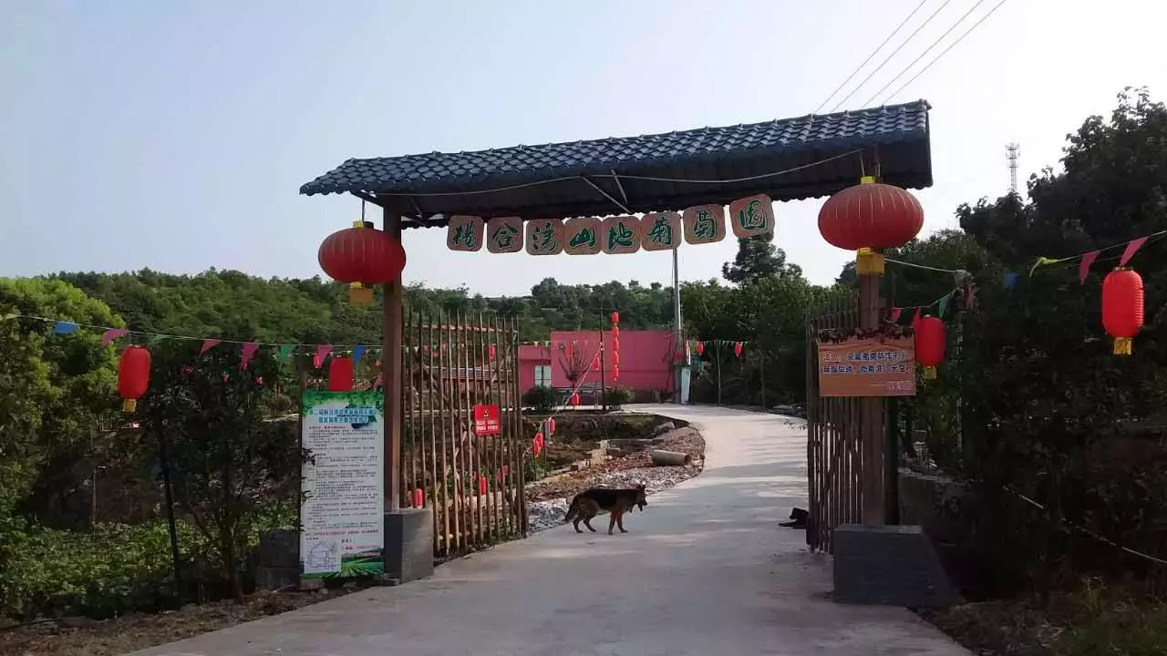 赏荷、骑车、摘果……夏日相约沙坪坝，这里风景美如画！