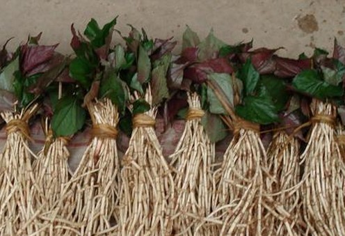 蕺菜,折耳根(名医别录),鱼腥草(本草纲目),狗贴耳(广东梅州市梅县区)