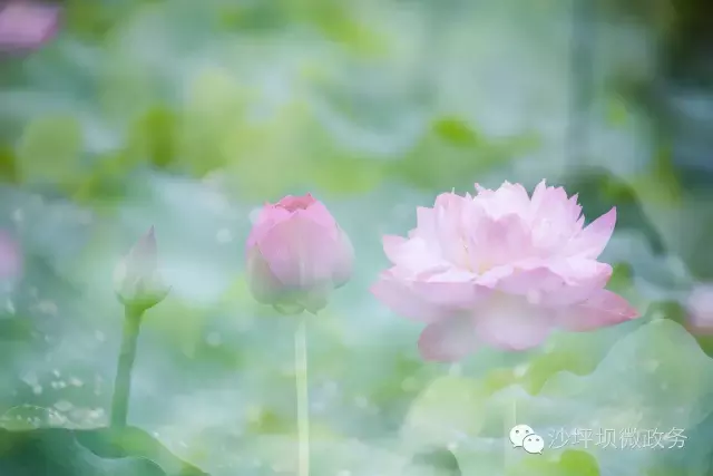 赏荷、骑车、摘果……夏日相约沙坪坝，这里风景美如画！