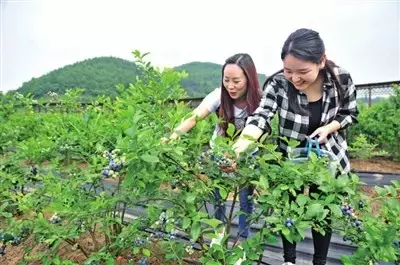 赏荷、骑车、摘果……夏日相约沙坪坝，这里风景美如画！