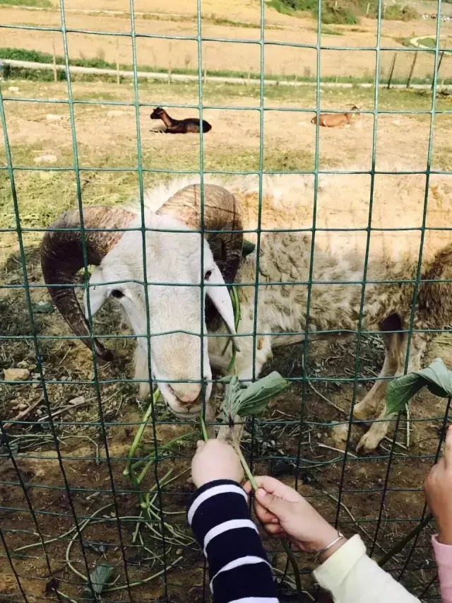 赏荷、骑车、摘果……夏日相约沙坪坝，这里风景美如画！