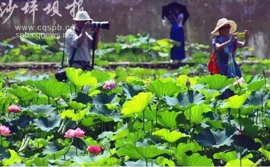 赏荷、骑车、摘果……夏日相约沙坪坝，这里风景美如画！