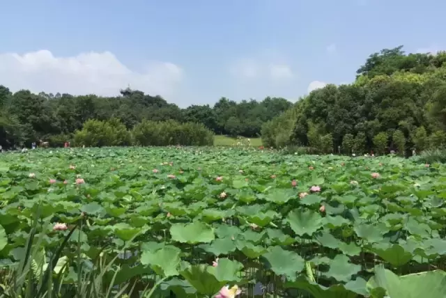 赏荷、骑车、摘果……夏日相约沙坪坝，这里风景美如画！
