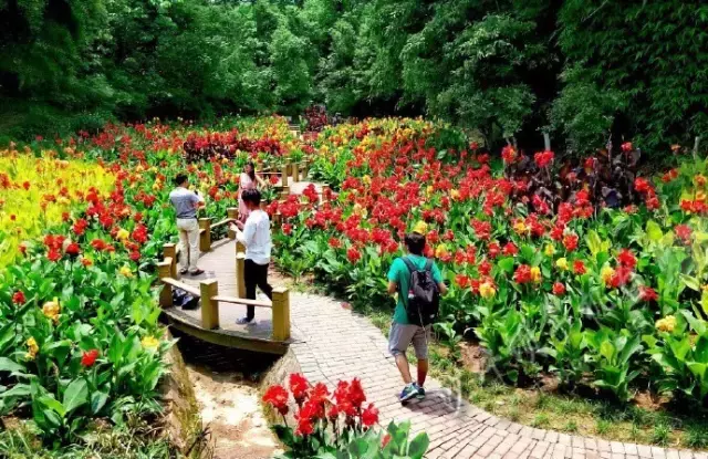 赏荷、骑车、摘果……夏日相约沙坪坝，这里风景美如画！