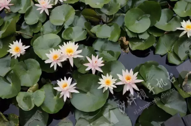 赏荷、骑车、摘果……夏日相约沙坪坝，这里风景美如画！