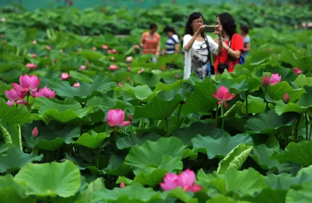 赏荷、骑车、摘果……夏日相约沙坪坝，这里风景美如画！