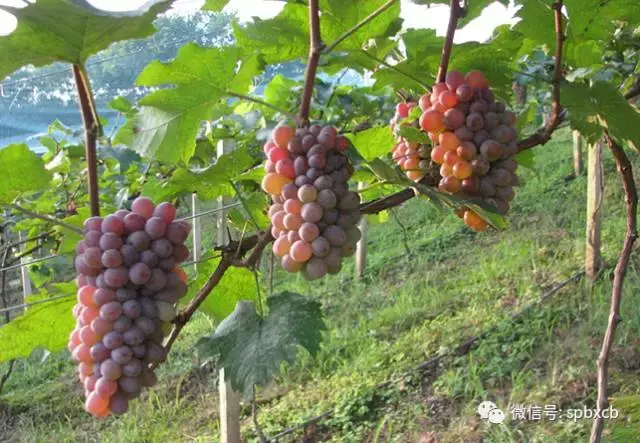 赏荷、骑车、摘果……夏日相约沙坪坝，这里风景美如画！