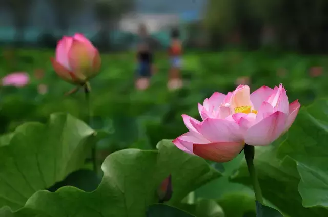 赏荷、骑车、摘果……夏日相约沙坪坝，这里风景美如画！