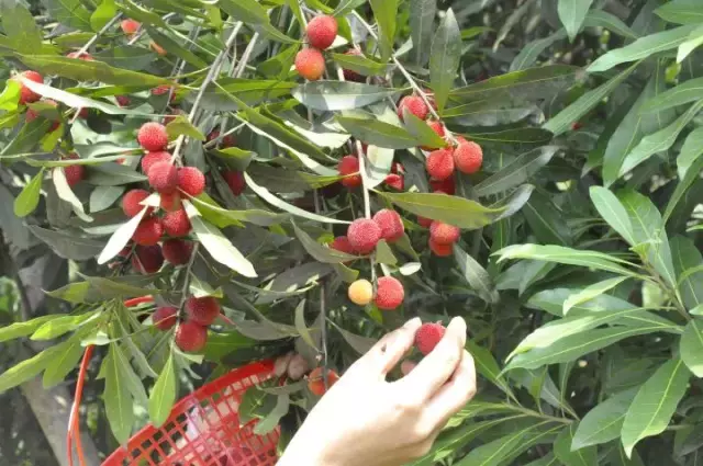 赏荷、骑车、摘果……夏日相约沙坪坝，这里风景美如画！