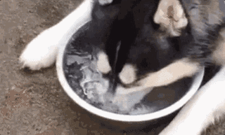 女汉子与软妹子的区别！看完竟然发出杠铃般的笑声哈哈哈哈哈哈哈哈哈哈哈哈哈