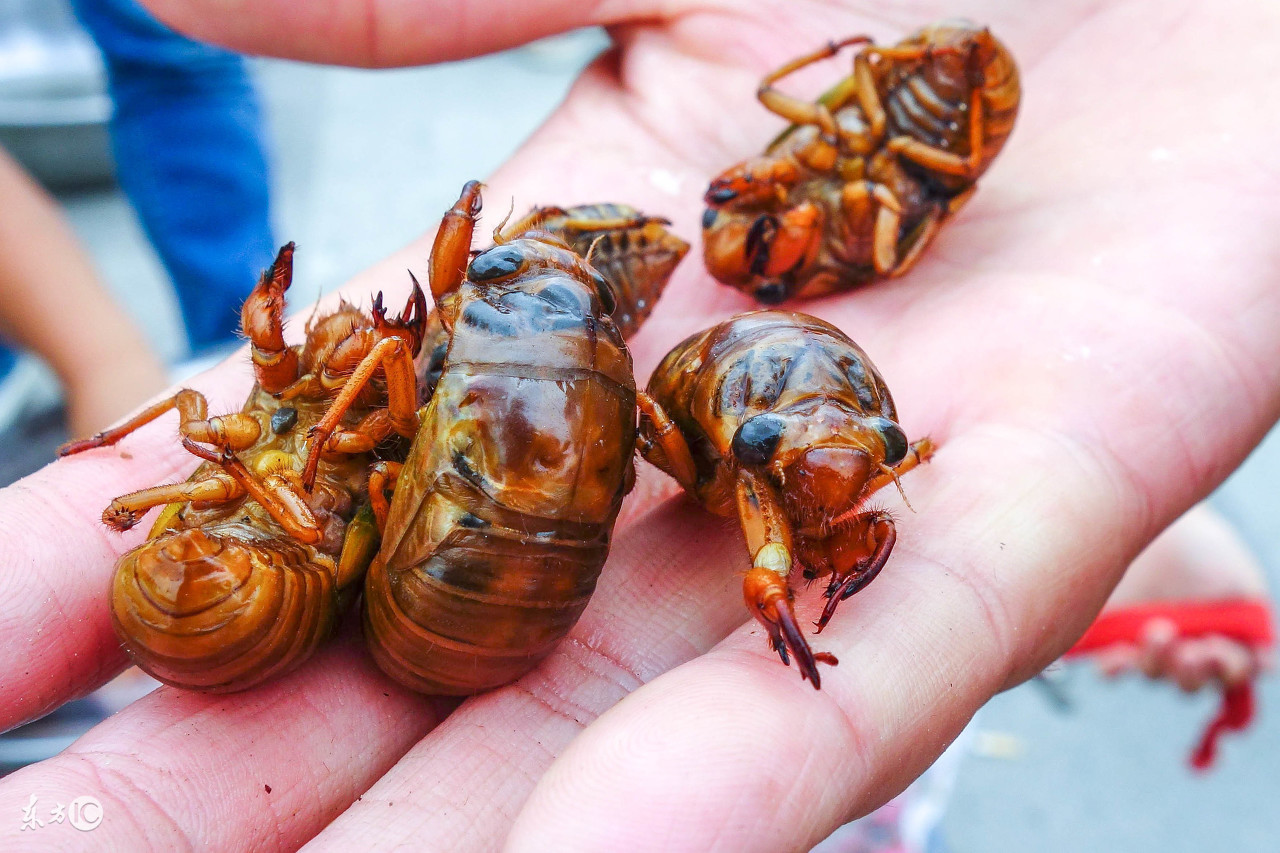 那些年我们喜欢吃的"知了猴"真的对身体有好处吗?