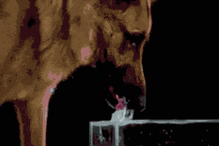 女汉子与软妹子的区别！看完竟然发出杠铃般的笑声哈哈哈哈哈哈哈哈哈哈哈哈哈