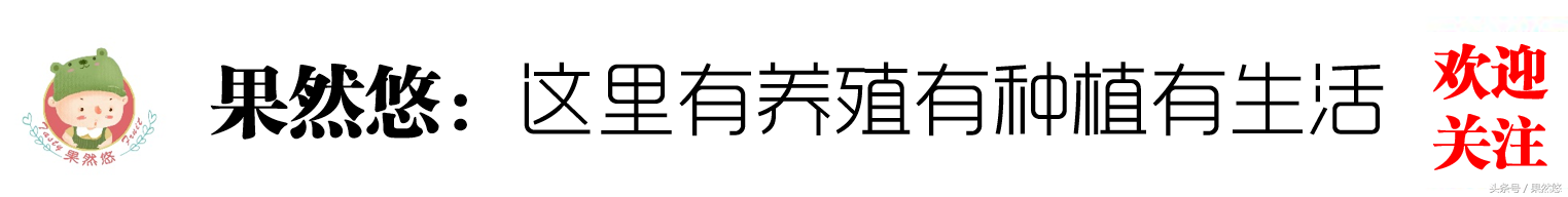 过年在农村这东西能卖到50一斤，可多数人不敢吃，你吃过吗？