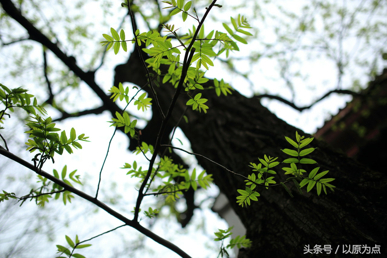 10首经典诗句带你一睹天下江南第一楼的风采，为何李白、孟浩然、王维、苏轼等才子都来登此高楼？
