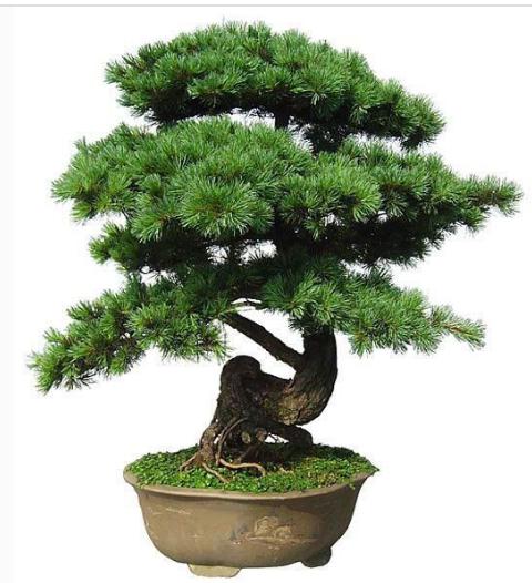 十二生肖养什么植物最旺财运?你知道吗?
