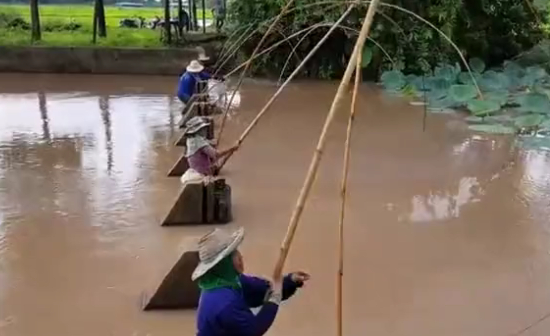 农村大妈用这样的方式在水里捕鱼，小时候农村孩子都玩过