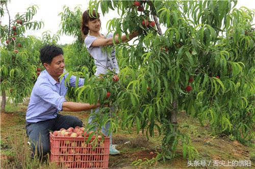 两个清华一个北大再加上两个空军飞行员，光山这个小乡镇的高考成绩太火了！