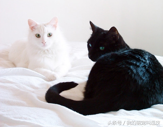 养猫你都遇到过哪些灵异事儿？宠友分享：你养是黑猫还是白猫？